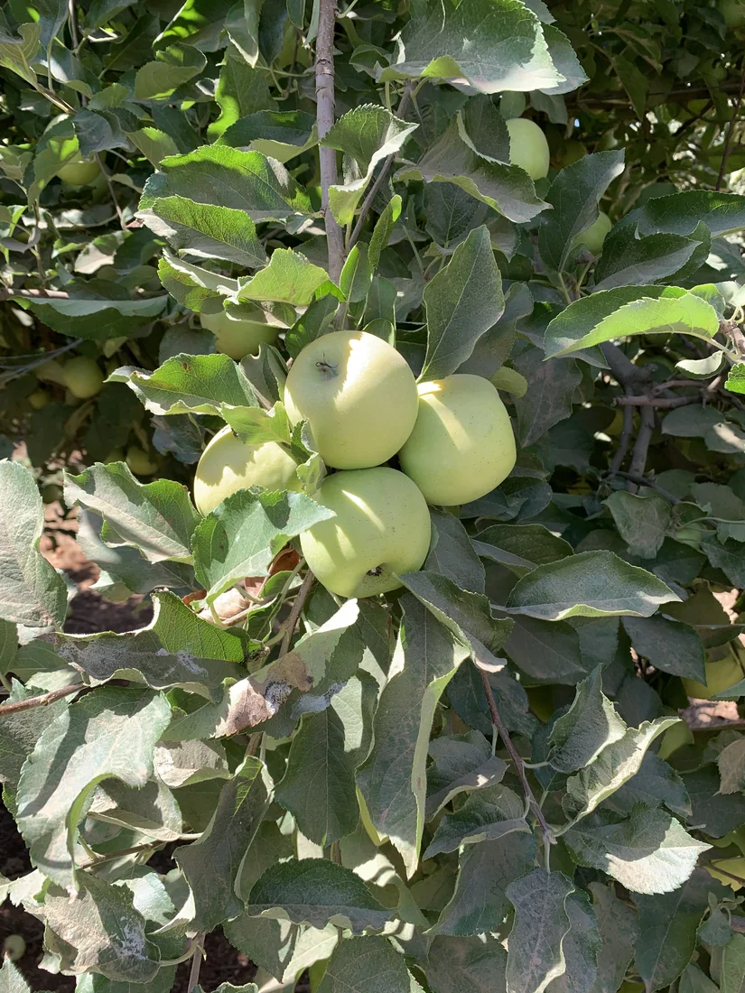 תפוחים מתוך תיעוד יבול