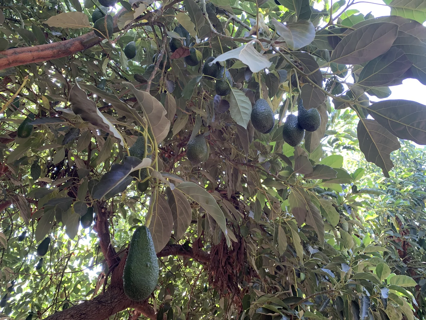 אבוקדו מתוך תיעוד יבול