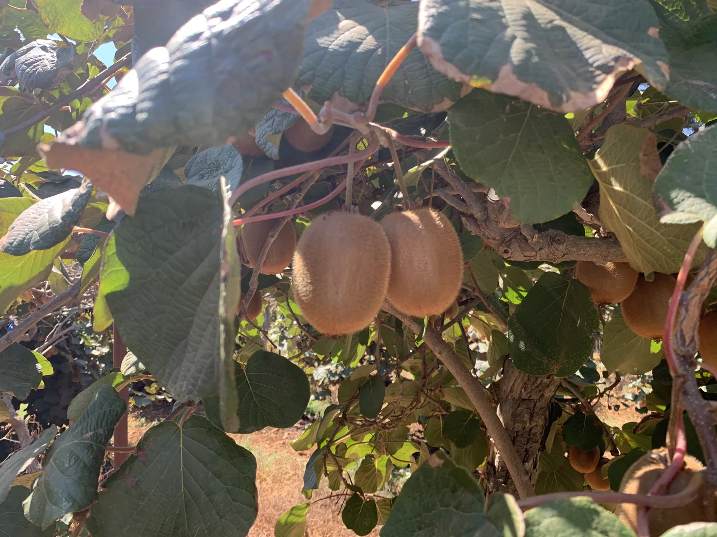 קיווי מתוך תיעוד יבול