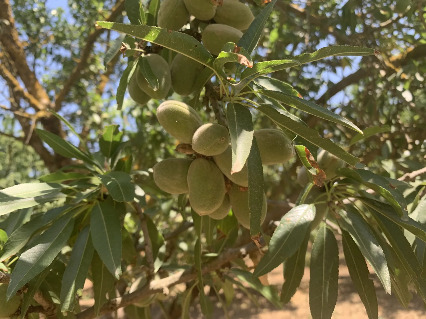 פרי בשל במטע חקלאי